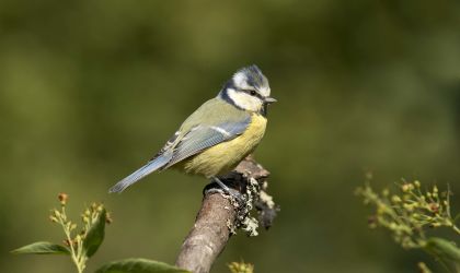 blue tit©Hugh Clark FRPSSussex Wildlife Trust