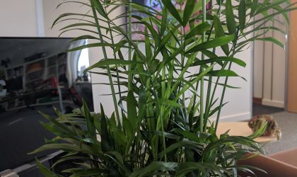Plant and screen Plant and screen