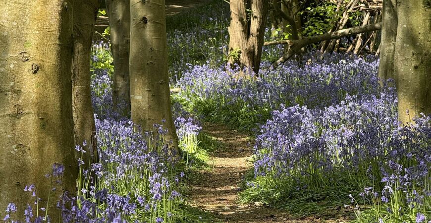 Netwalking: We're going on a bluebell hunt!