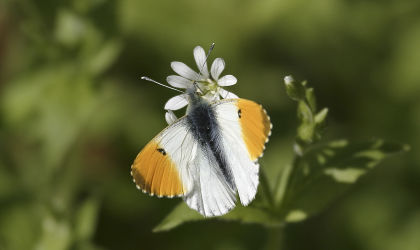 orange tip butterfly©Darin Smith, WildstockSussex Wildlife Trust