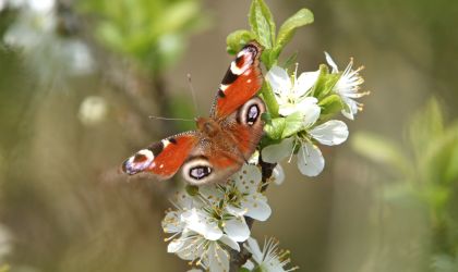 peacock butterfly nectaring on damson blossom©Roger WilmshurstSussex Wildlife Trust