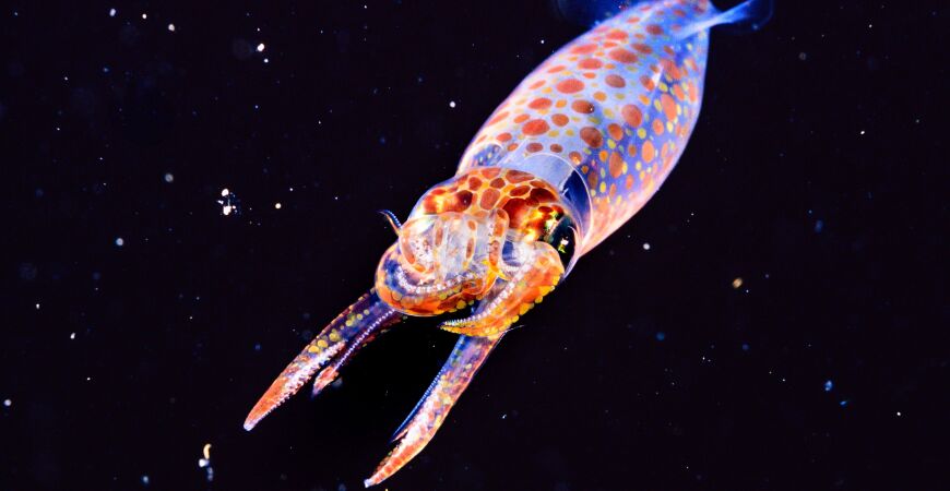 Secrets Beneath the Sea - Brighton seafront photography exhibition
