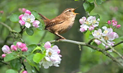 wren and blossom©Roger WilmshurstSussex Wildlife Trust